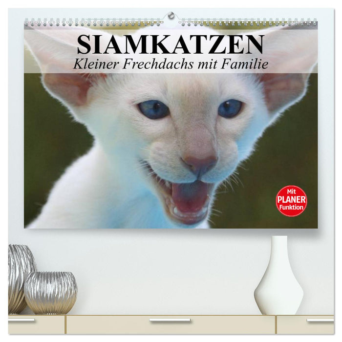 Chats siamois - petit blaireau effronté en famille (Calendrier mural CALVENDO Premium 2024) 