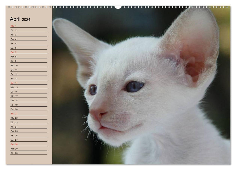 Siamese cats - little cheeky badger with family (CALVENDO Premium wall calendar 2024) 