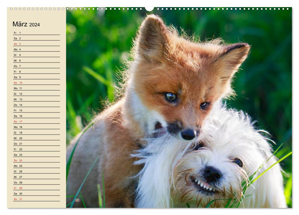 Best friends. Enchanting animal friendships (CALVENDO wall calendar 2024) 