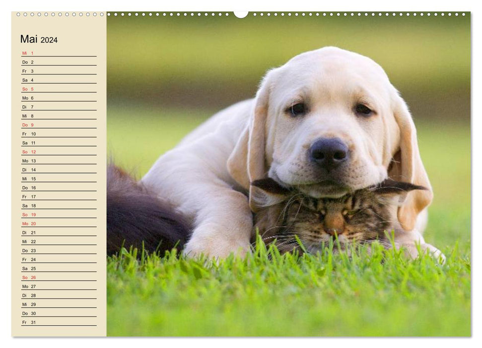 Best friends. Enchanting animal friendships (CALVENDO wall calendar 2024) 