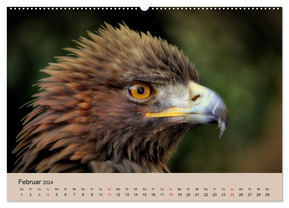 Der Steinadler. Majestätischer Greifvogel (CALVENDO Wandkalender 2024)