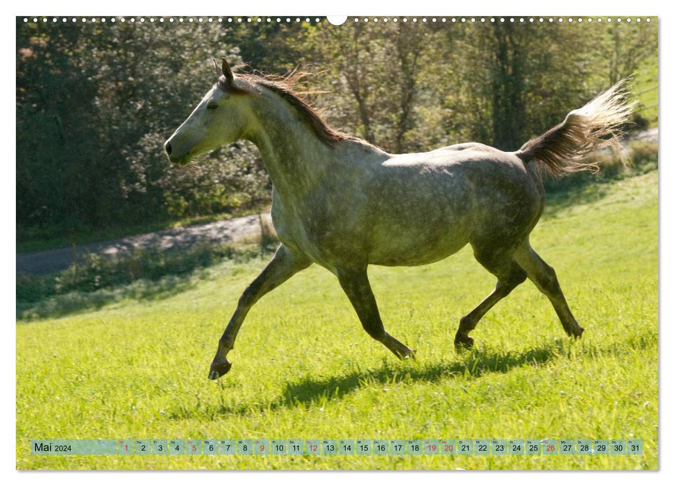 Funny gray horse - a horse with humor (CALVENDO Premium Wall Calendar 2024) 