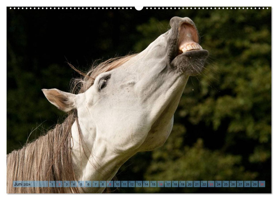 Lustiger Schimmel - ein Pferd mit Humor (CALVENDO Premium Wandkalender 2024)