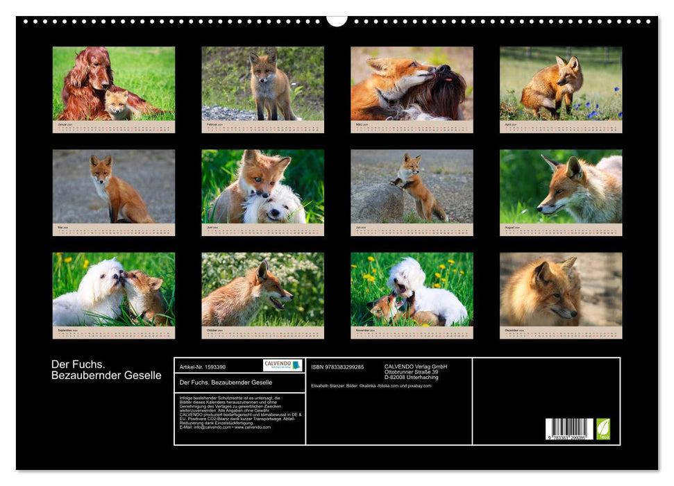 Der Fuchs. Bezaubernder Geselle (CALVENDO Wandkalender 2024)