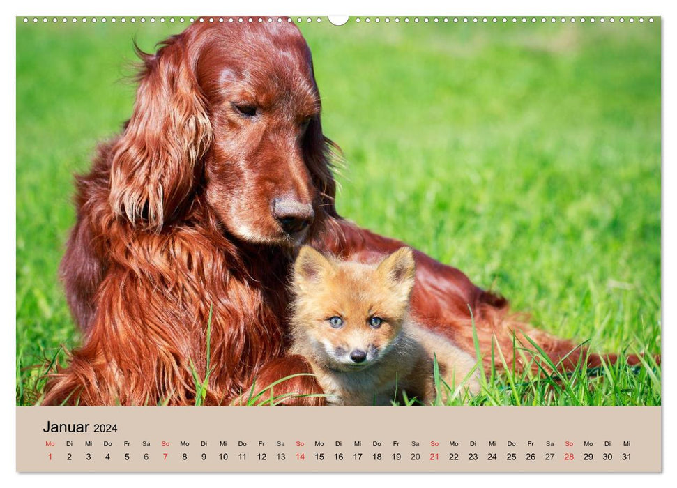 Der Fuchs. Bezaubernder Geselle (CALVENDO Wandkalender 2024)