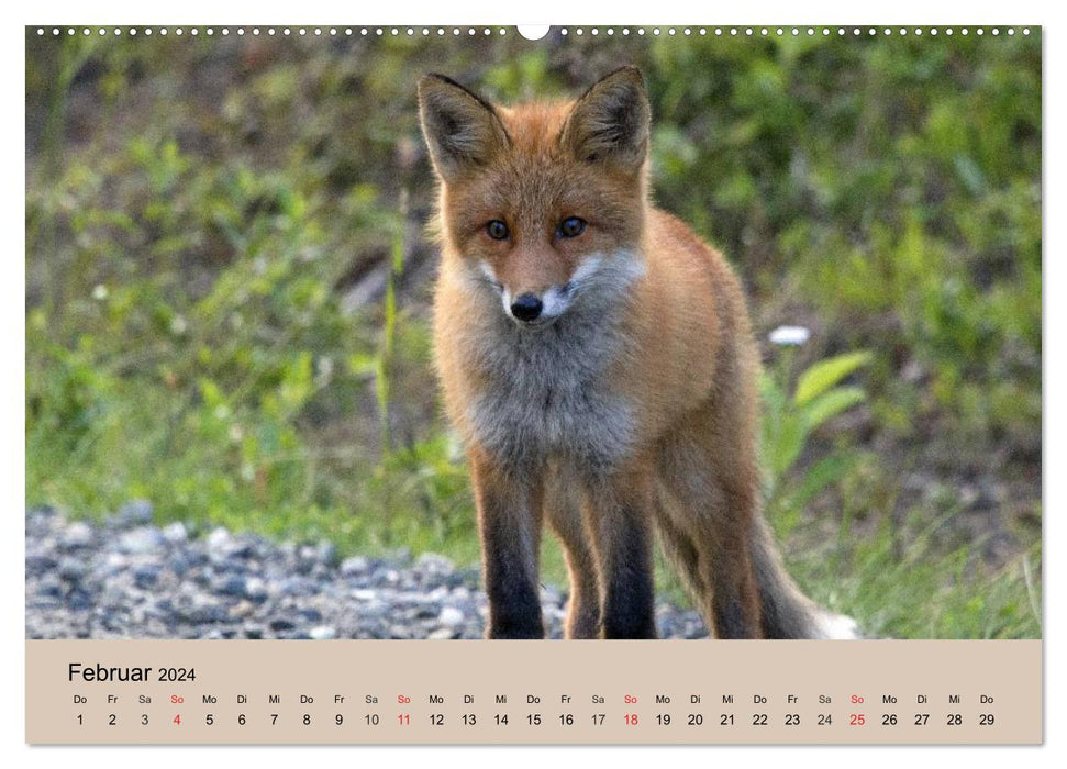 Le renard. Charmant garçon (Calendrier mural CALVENDO 2024) 