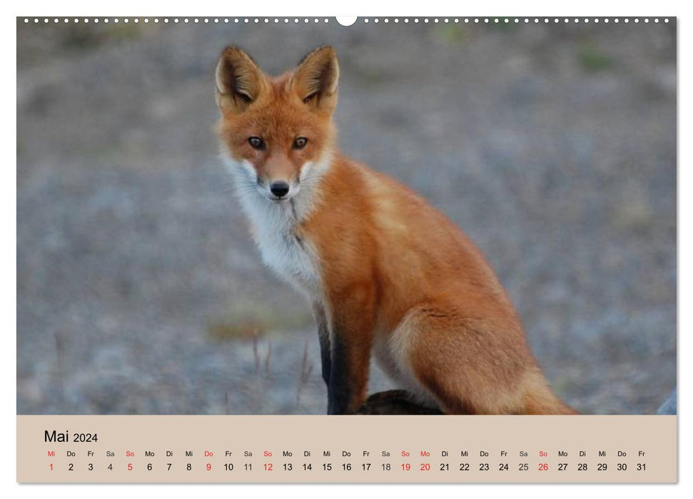 Le renard. Charmant garçon (Calendrier mural CALVENDO 2024) 