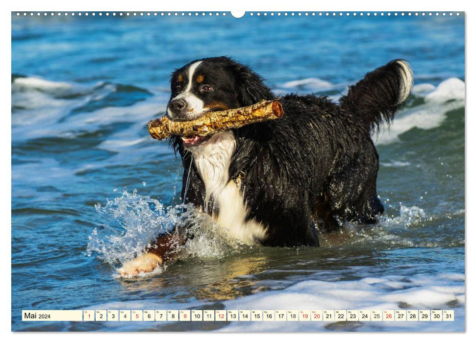 Berner Sennenhunde am Strand (CALVENDO Premium Wandkalender 2024)