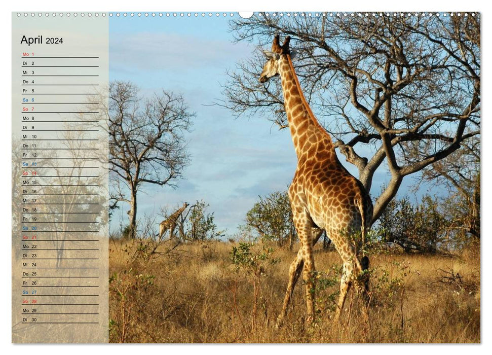 Süd Afrika - vom Krüger Nationalpark bis nach Kapstadt (CALVENDO Wandkalender 2024)
