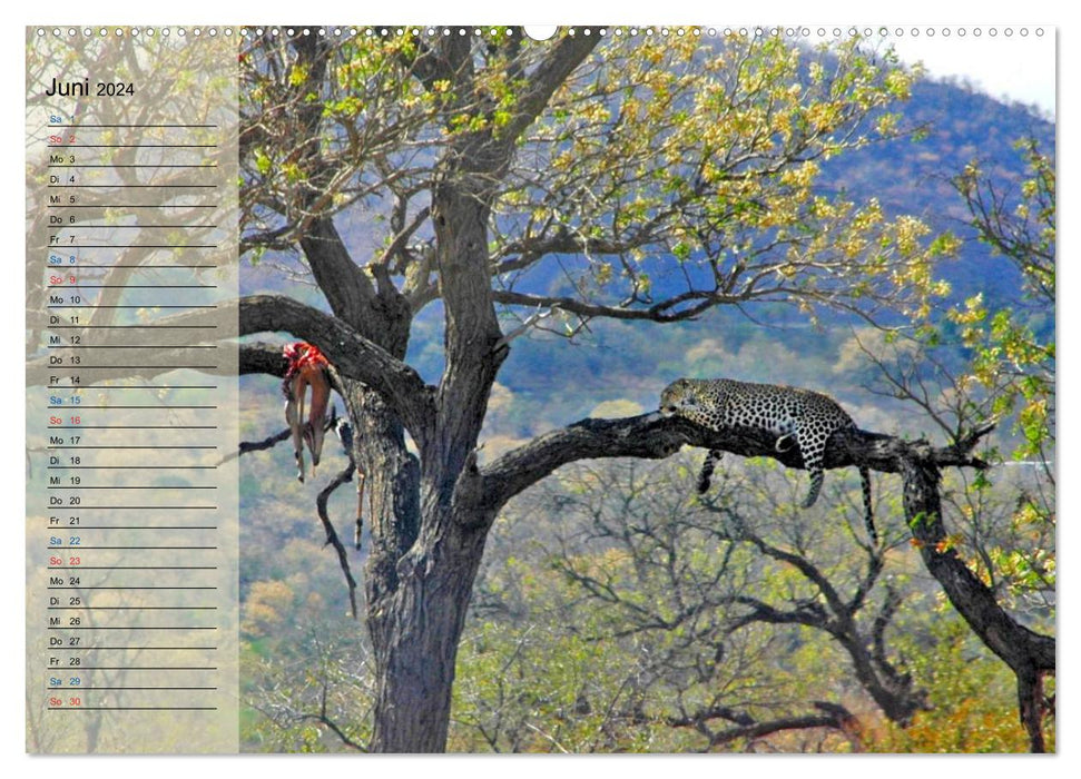 Afrique du Sud - du parc national Kruger au Cap (calendrier mural CALVENDO 2024) 