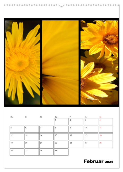 Trilogie de couleurs de fleurs (Calendrier mural CALVENDO 2024) 