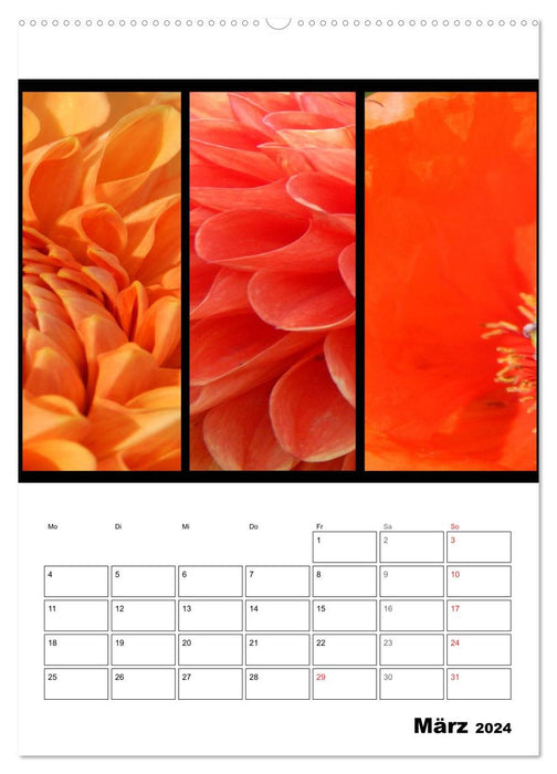 Trilogie de couleurs de fleurs (Calendrier mural CALVENDO 2024) 