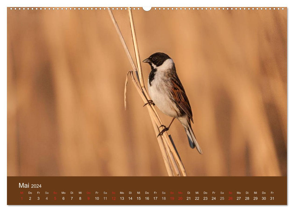 Der Federsee - Vogelparadies in Oberschwaben (CALVENDO Premium Wandkalender 2024)