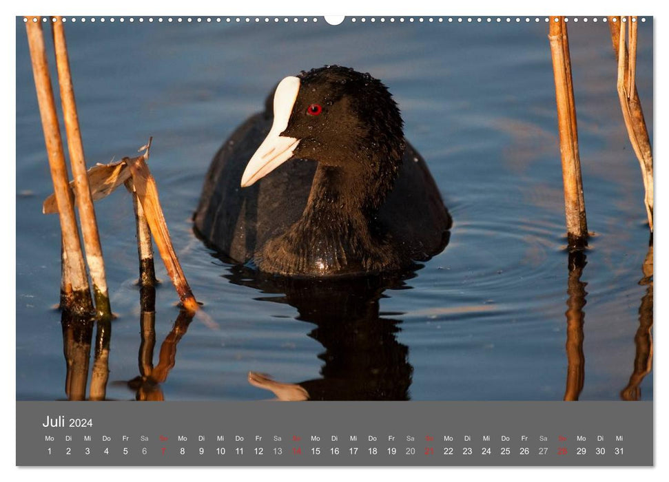 Der Federsee - Vogelparadies in Oberschwaben (CALVENDO Premium Wandkalender 2024)