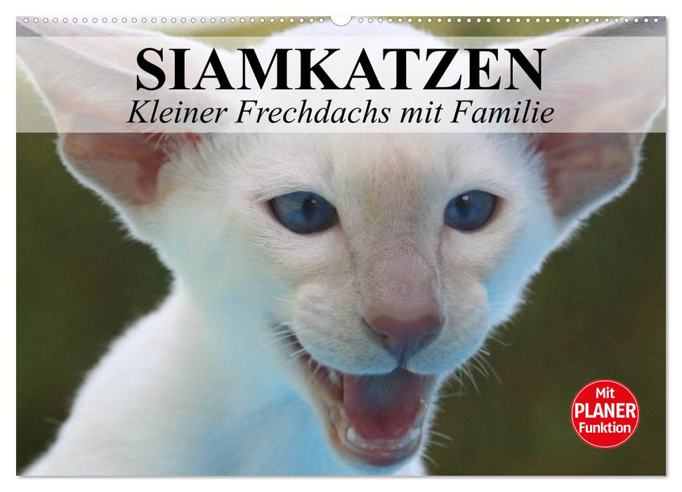 Siamkatzen - Kleiner Frechdachs mit Familie (CALVENDO Wandkalender 2024)