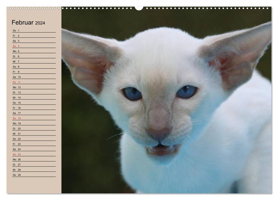 Siamese cats - little cheeky badger with family (CALVENDO wall calendar 2024) 