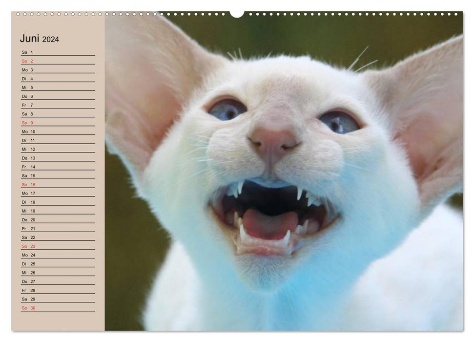 Siamese cats - little cheeky badger with family (CALVENDO wall calendar 2024) 