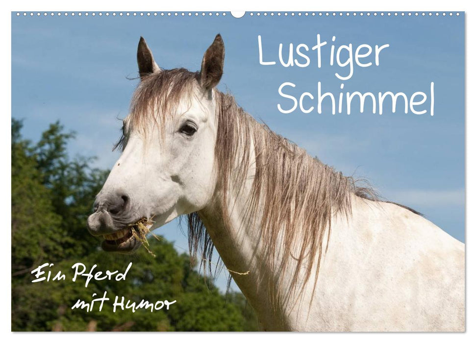 Lustiger Schimmel - ein Pferd mit Humor (CALVENDO Wandkalender 2024)