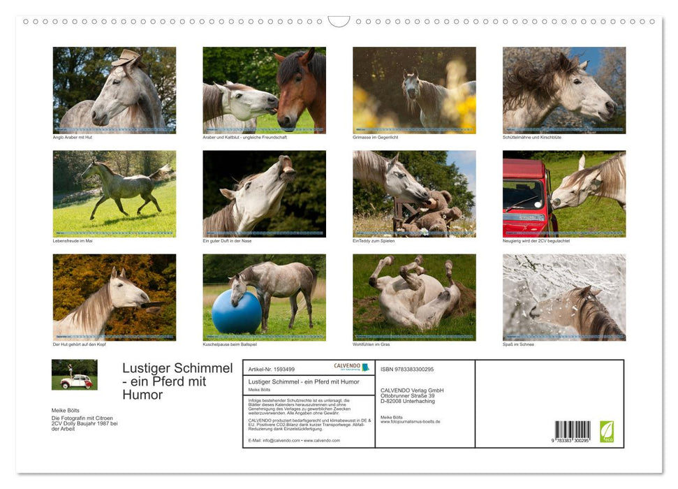 Funny gray horse - a horse with humor (CALVENDO wall calendar 2024) 