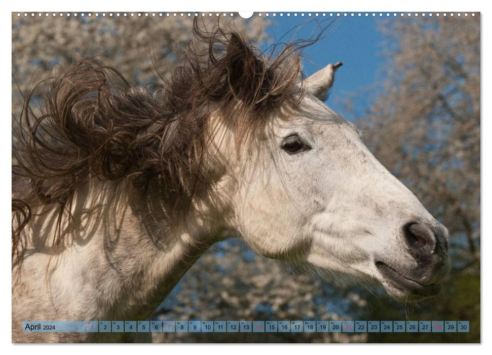 Funny gray horse - a horse with humor (CALVENDO wall calendar 2024) 