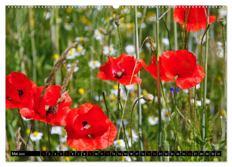 Wunderschöner Spreewald (CALVENDO Wandkalender 2024)