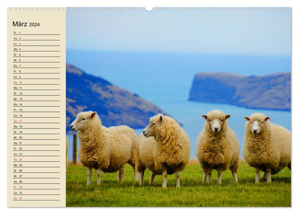 Schafe. Friedliche Rasentrimmer und Einschlafhilfen (CALVENDO Premium Wandkalender 2024)