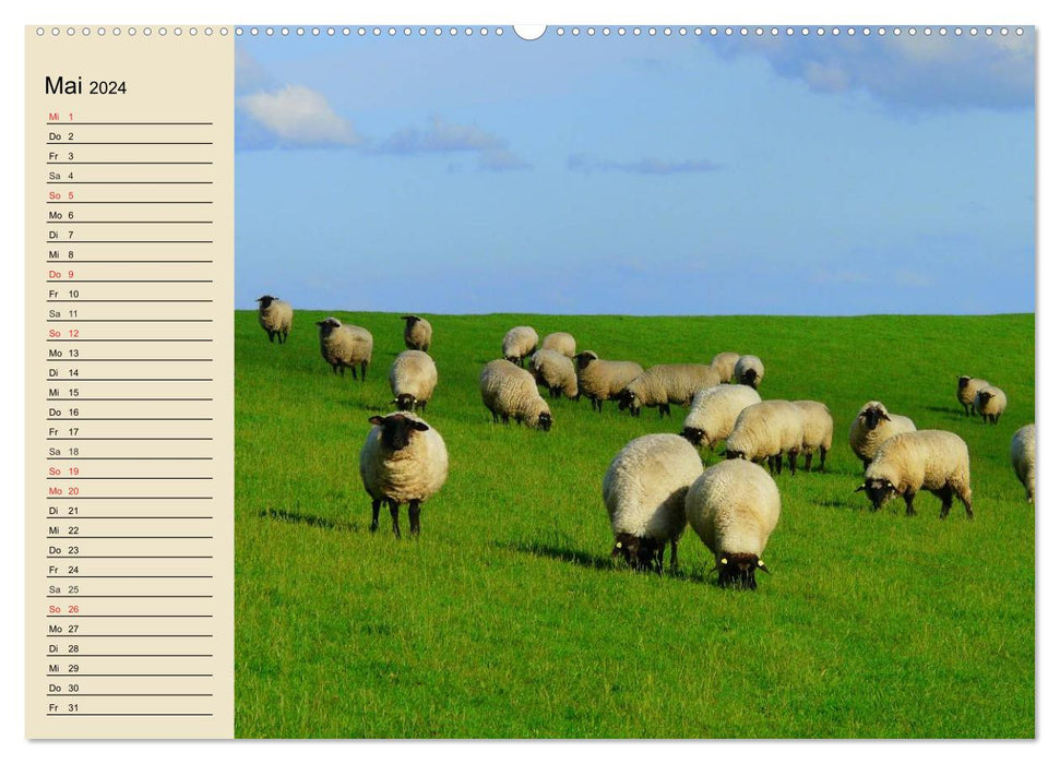 Schafe. Friedliche Rasentrimmer und Einschlafhilfen (CALVENDO Premium Wandkalender 2024)