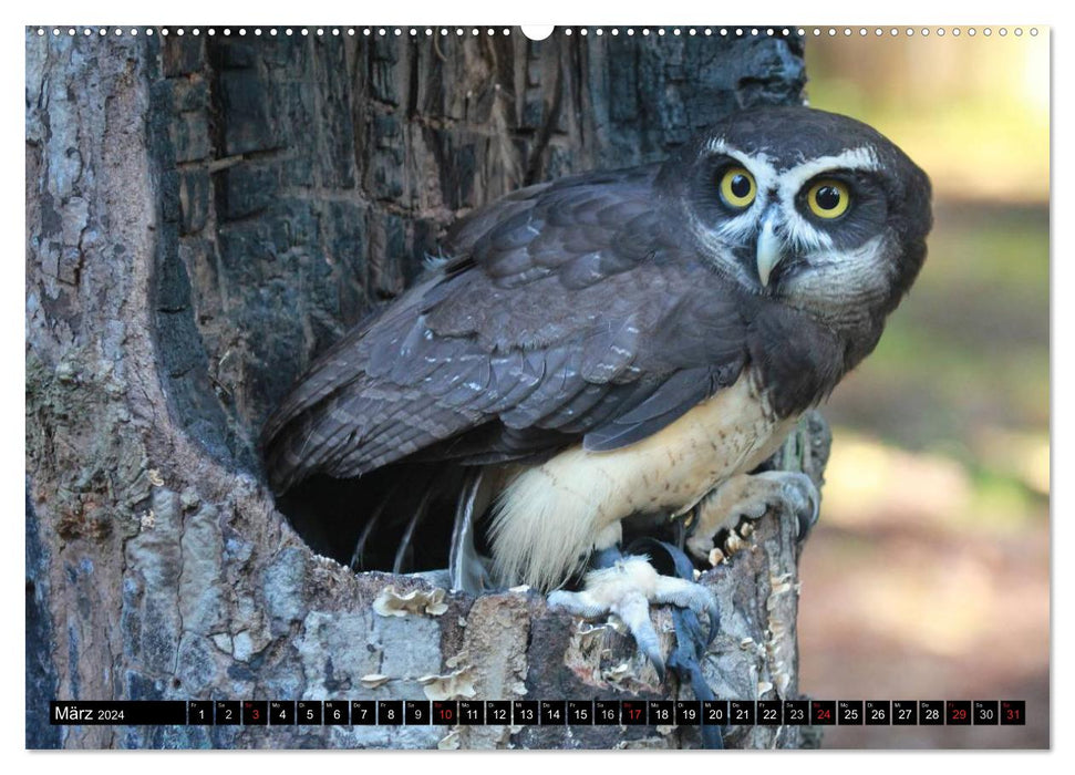 Owls. Nocturnal, silent, beautiful (CALVENDO Premium Wall Calendar 2024) 