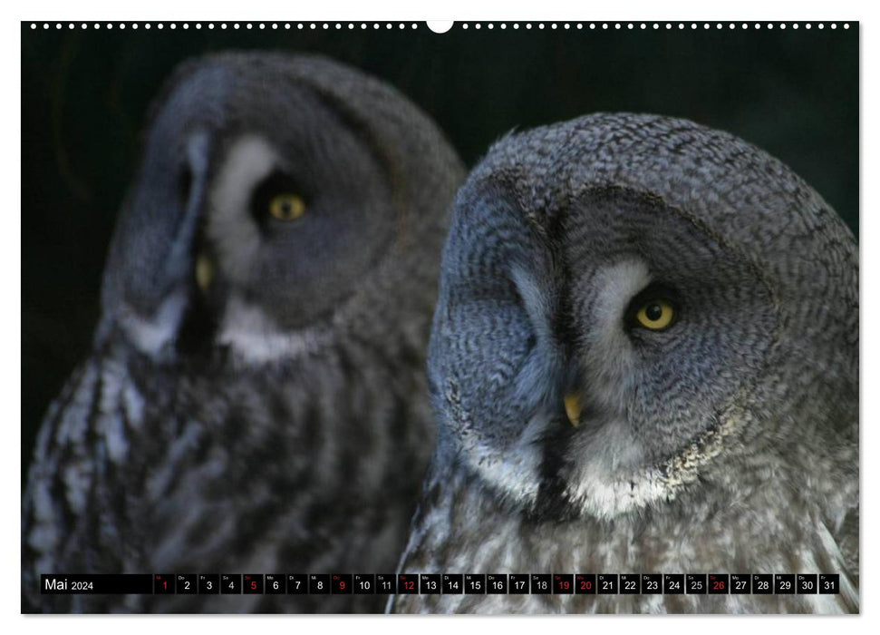 Owls. Nocturnal, silent, beautiful (CALVENDO Premium Wall Calendar 2024) 