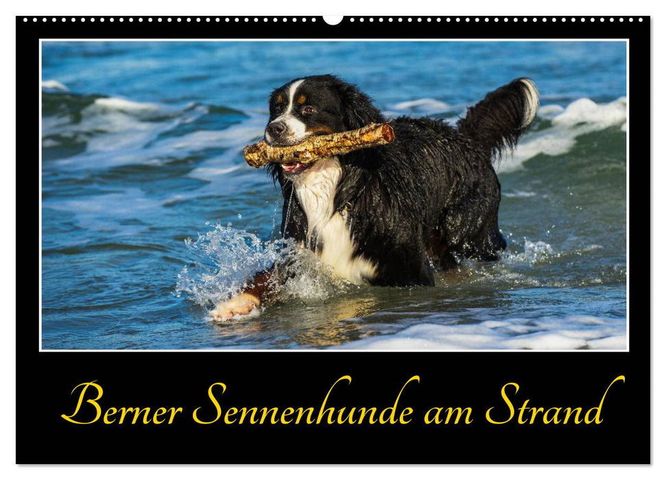 Bernese Mountain Dogs on the Beach (CALVENDO Wall Calendar 2024) 
