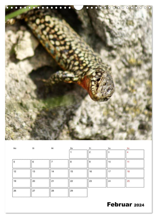 Heimische Wildtiere Terminplaner (CALVENDO Wandkalender 2024)