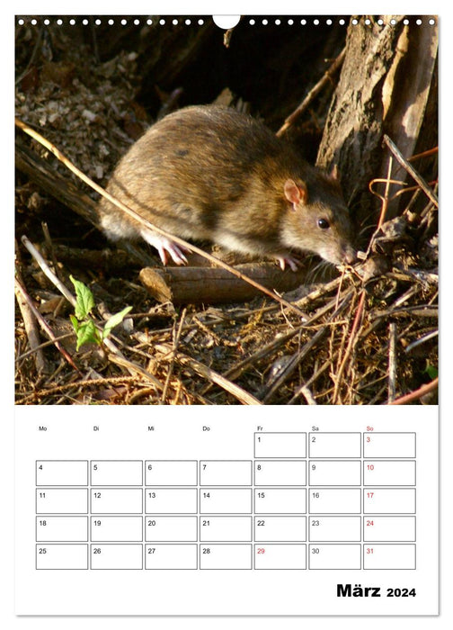 Local wild animals appointment planner (CALVENDO wall calendar 2024) 