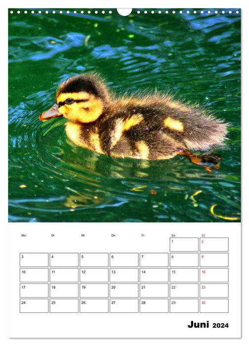 Heimische Wildtiere Terminplaner (CALVENDO Wandkalender 2024)