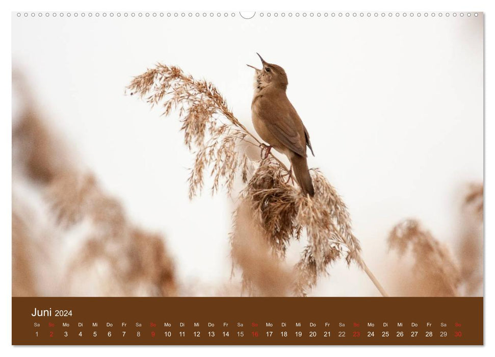 Der Federsee - Vogelparadies in Oberschwaben (CALVENDO Wandkalender 2024)