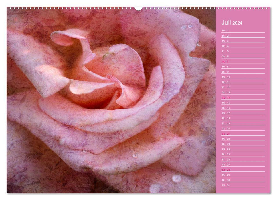 Roses romantiques (Calendrier mural CALVENDO Premium 2024) 