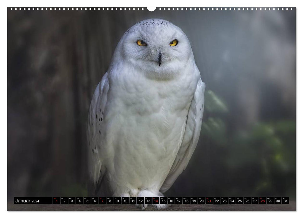 Owls. Nocturnal, silent, beautiful (CALVENDO wall calendar 2024) 