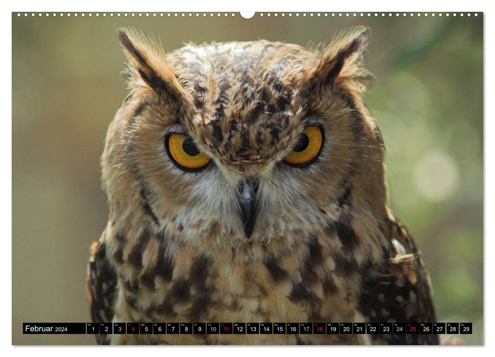 Owls. Nocturnal, silent, beautiful (CALVENDO wall calendar 2024) 