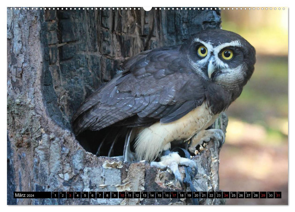 Owls. Nocturnal, silent, beautiful (CALVENDO wall calendar 2024) 