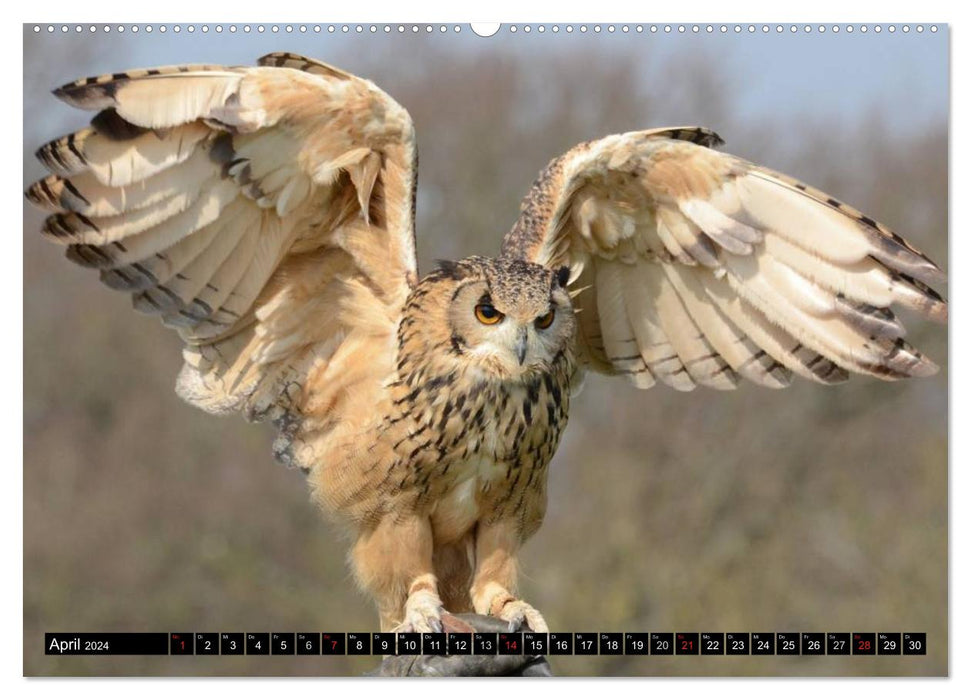 Owls. Nocturnal, silent, beautiful (CALVENDO wall calendar 2024) 