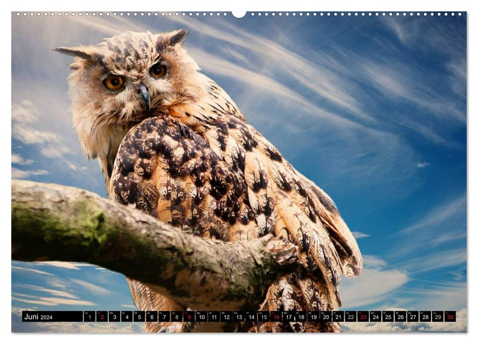 Owls. Nocturnal, silent, beautiful (CALVENDO wall calendar 2024) 