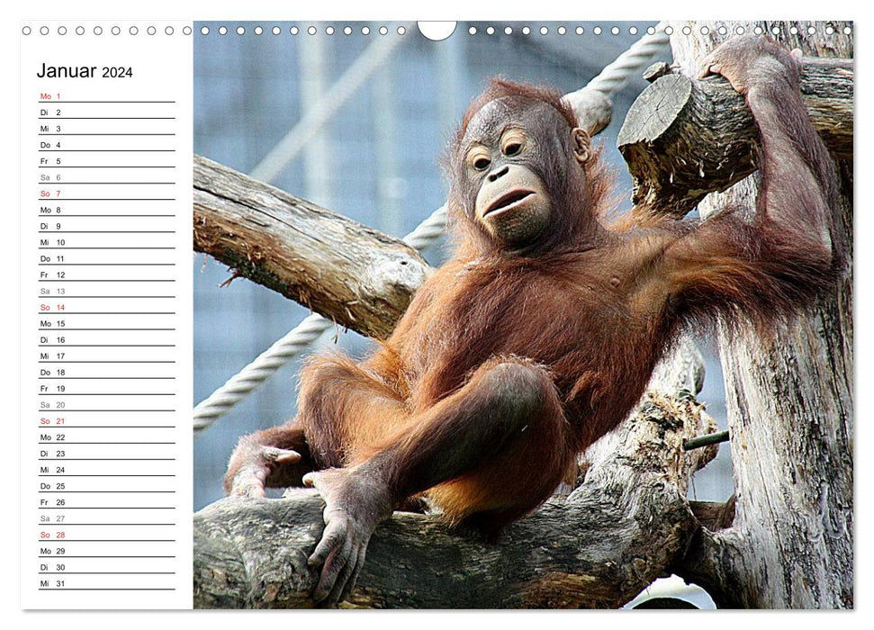 Animal children (CALVENDO wall calendar 2024) 