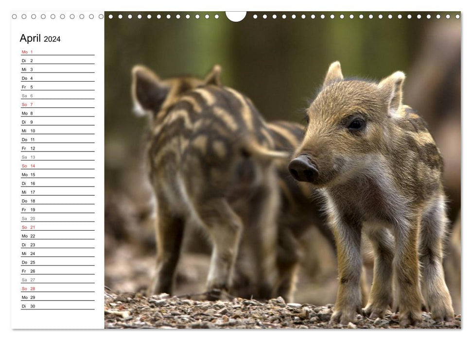 Animal children (CALVENDO wall calendar 2024) 