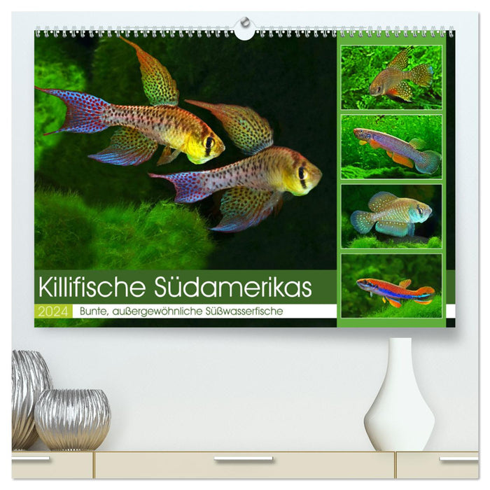 Killifish of South America (CALVENDO Premium Wall Calendar 2024) 