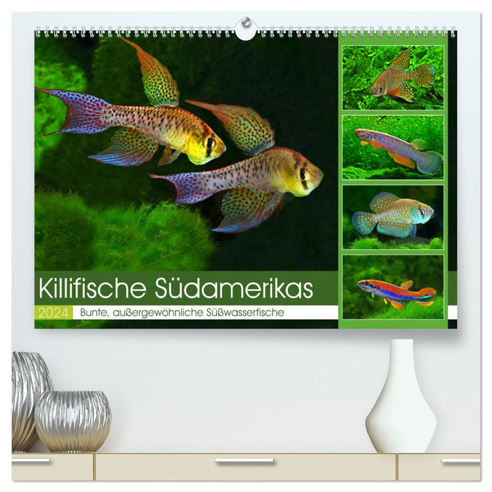Killifische Südamerikas (CALVENDO Premium Wandkalender 2024)