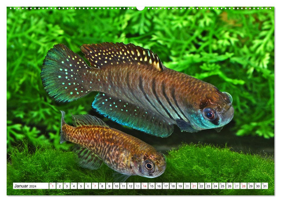 Killifish of South America (CALVENDO Premium Wall Calendar 2024) 