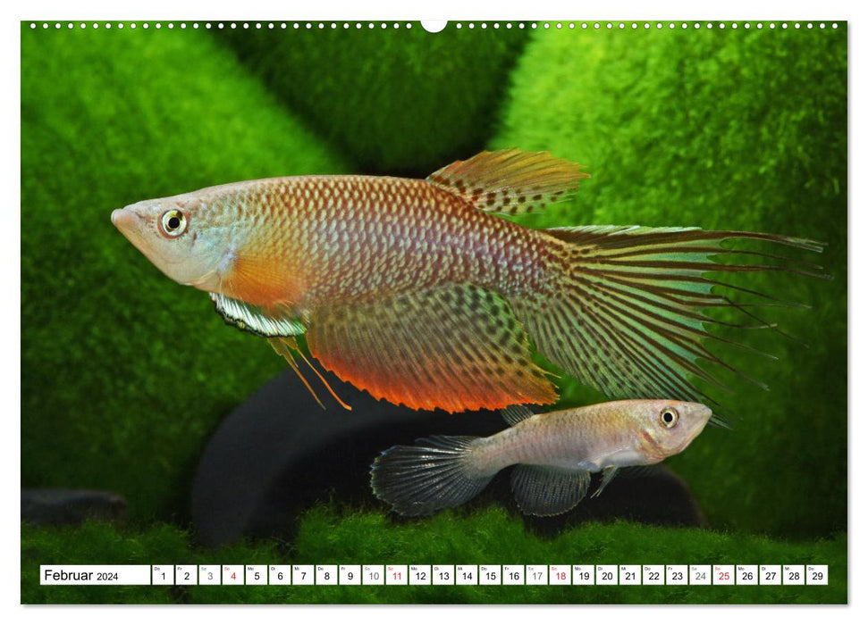 Killifish of South America (CALVENDO Premium Wall Calendar 2024) 