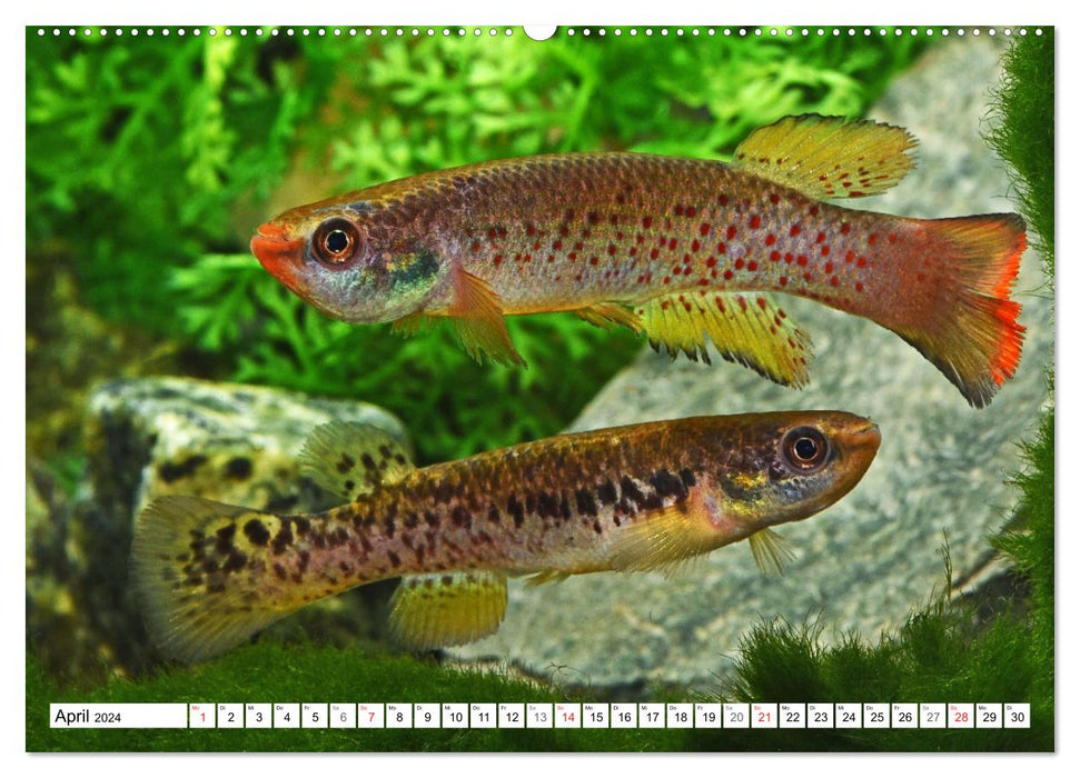 Killifish of South America (CALVENDO Premium Wall Calendar 2024) 