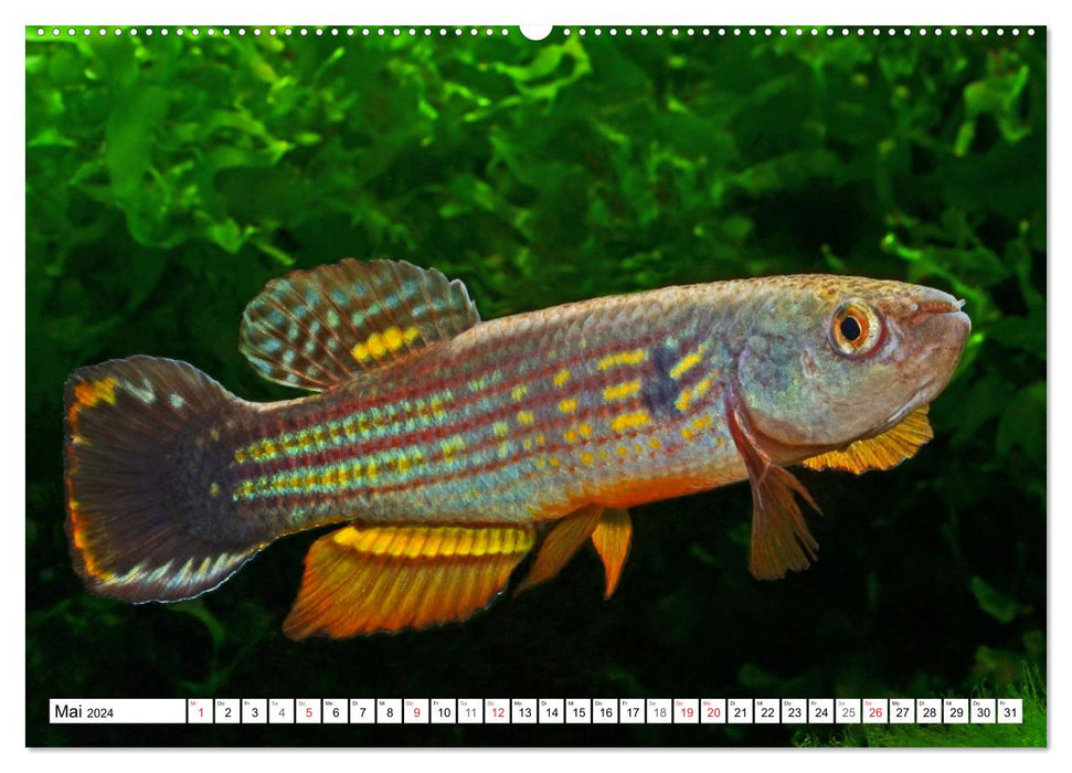 Killifish of South America (CALVENDO Premium Wall Calendar 2024) 