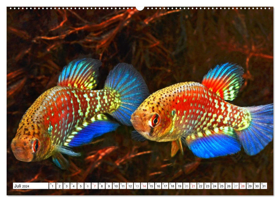 Killifish of South America (CALVENDO Premium Wall Calendar 2024) 