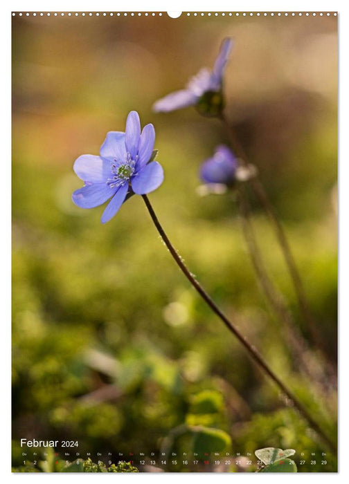 PURE NATURE Small flowers along the way (CALVENDO Premium Wall Calendar 2024) 